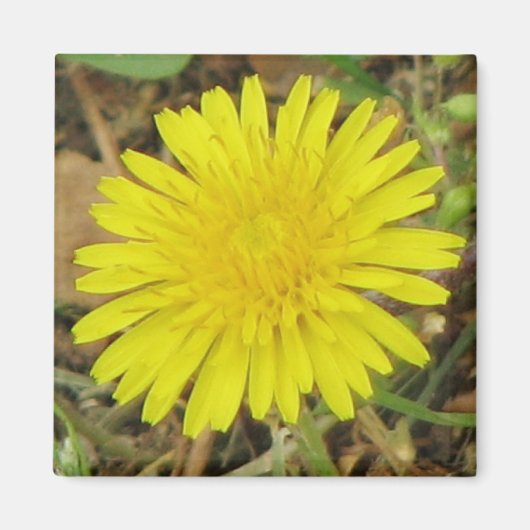 Dandelion Magneet (Voorkant)