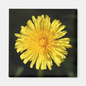 Dandelion Magneet (Voorkant)