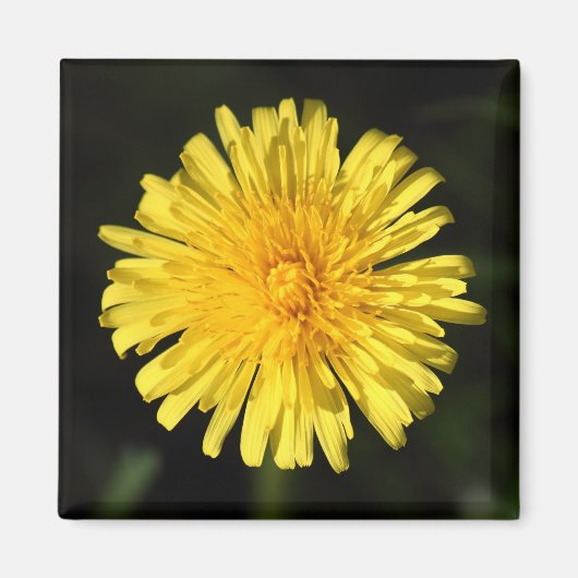 Dandelion Magneet (Voorkant)