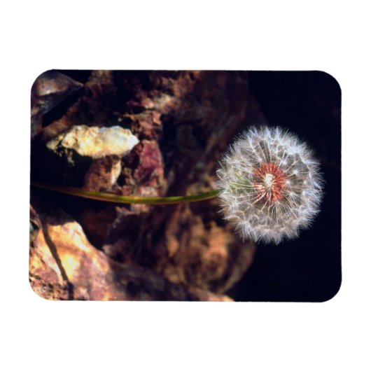 Dandelion Magneet (Horizontaal)
