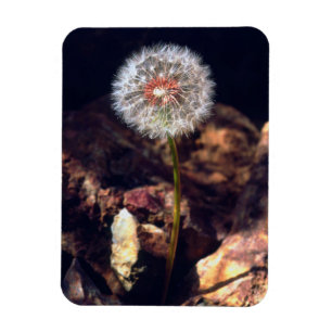 Dandelion Magneet