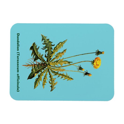 Dandelion Magneet (Horizontaal)