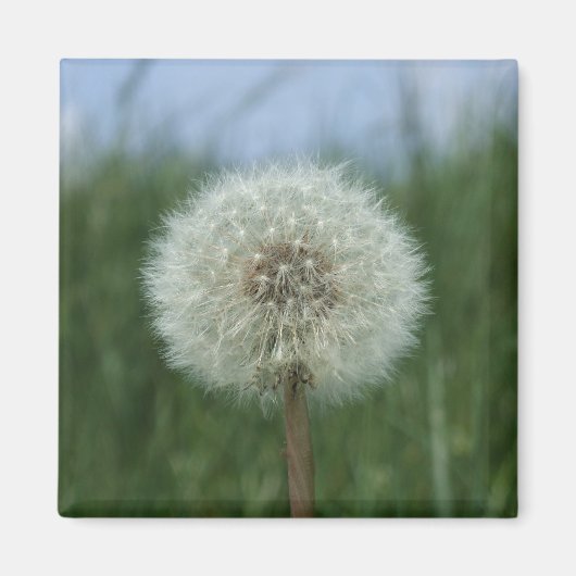 Dandelion Magnet (Voorkant)