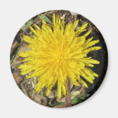Dandelion Magnet (Voorkant)