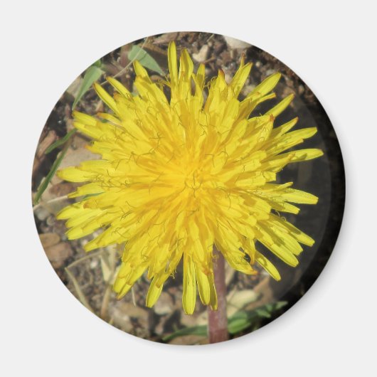 Dandelion Magnet (Voorkant)