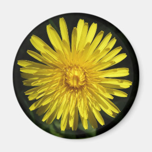 Dandelion Magnet