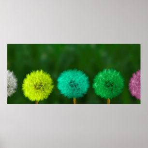 Dandelion, meerkleurig poster