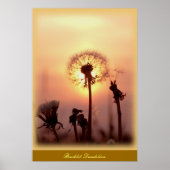 Dandelion met achtergrondverlichting - Chisasibi Q Poster (Voorkant)