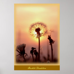 Dandelion met achtergrondverlichting - Chisasibi Q Poster
