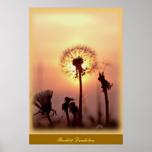 Dandelion met achtergrondverlichting - Chisasibi Q Poster (Voorkant)