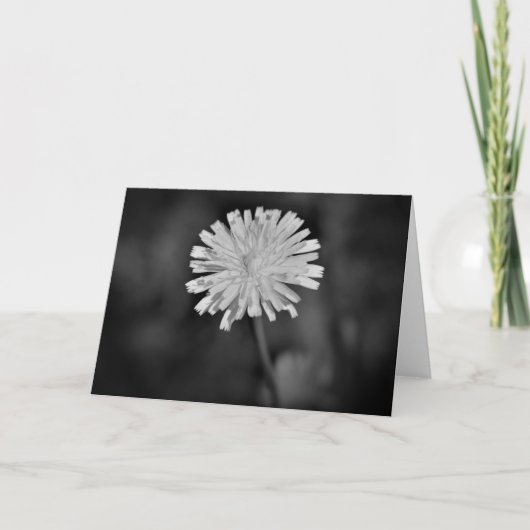 Dandelion/Noir, kaart (Voorkant)