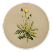 Dandelion op oud papier keramische knop (Voorkant)