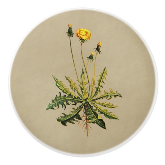 Dandelion op oud papier keramische knop (Voorkant)