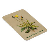 Dandelion op oud papier magneet (Rechterzijde)