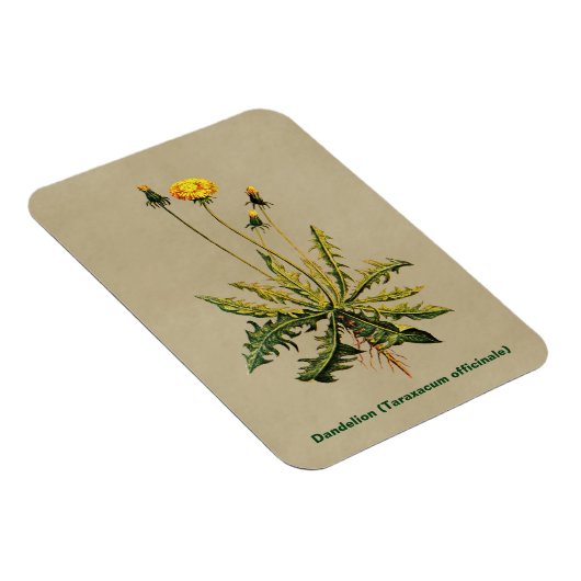 Dandelion op oud papier magneet (Rechterzijde)