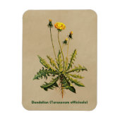 Dandelion op oud papier magneet (Verticaal)