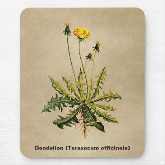 Dandelion op oud papier muismat (Voorkant)
