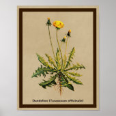 Dandelion op oud papier poster (Voorkant)