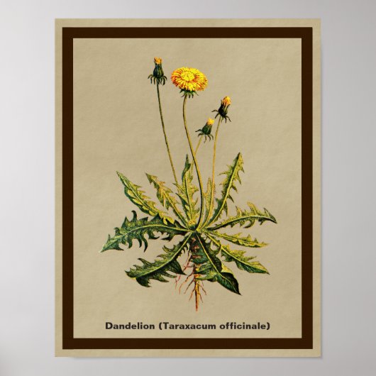 Dandelion op oud papier poster (Voorkant)