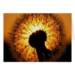 Dandelion op Sunset