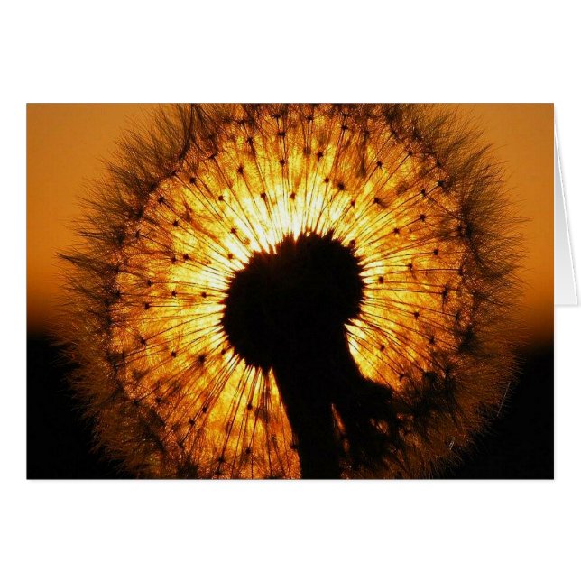 Dandelion op Sunset (Voorkant Horizontaal)