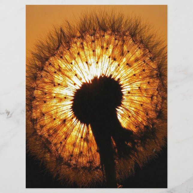 Dandelion op Sunset (Voorkant)