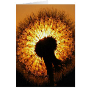 Dandelion op Sunset