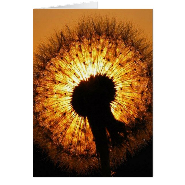 Dandelion op Sunset (Voorkant)