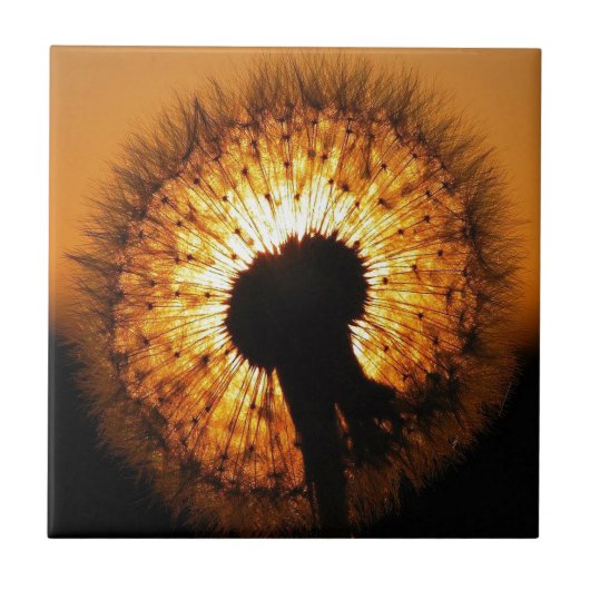 Dandelion op Sunset Tegeltje (Voorkant)