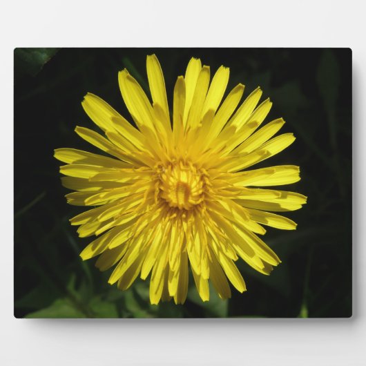 Dandelion Plaque Fotoplaat (Voorkant)