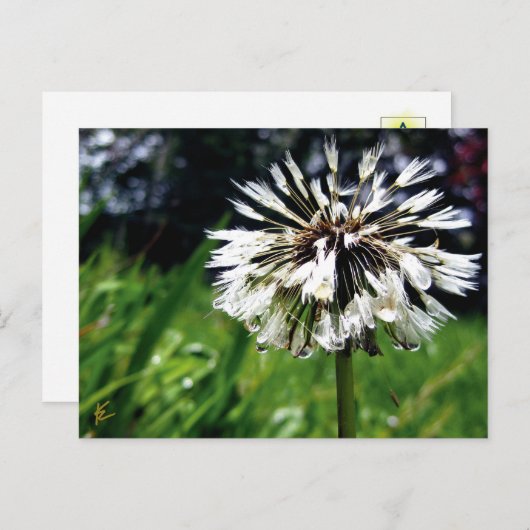 Dandelion Poof with Dew Peaceful Nature Briefkaart (Voorkant / Achterkant)
