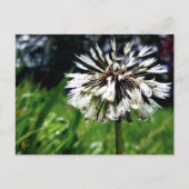 Dandelion Poof with Dew Peaceful Nature Briefkaart (Voorkant)
