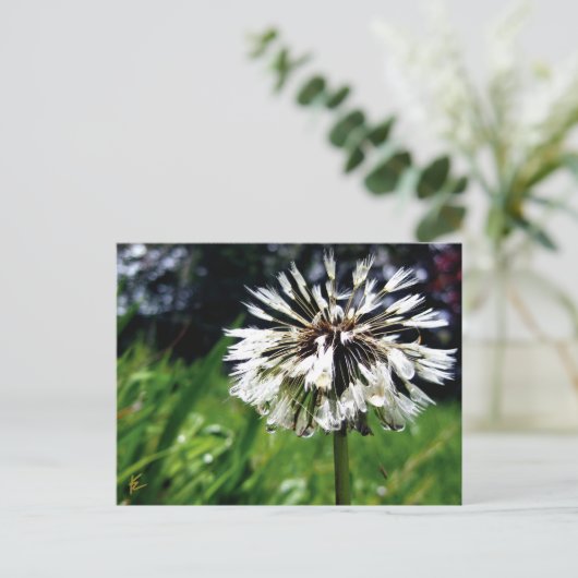 Dandelion Poof with Dew Peaceful Nature Briefkaart (Staand voorkant)