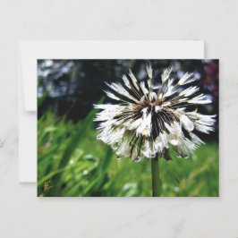 Dandelion Poof with Dew Peaceful Nature Briefkaart