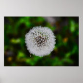Dandelion Poster (Voorkant)