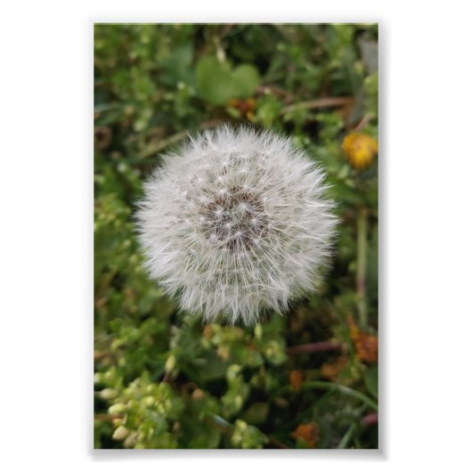 Dandelion poster (Voorkant)