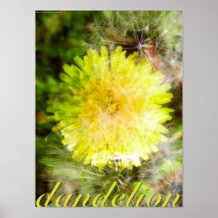Dandelion Poster