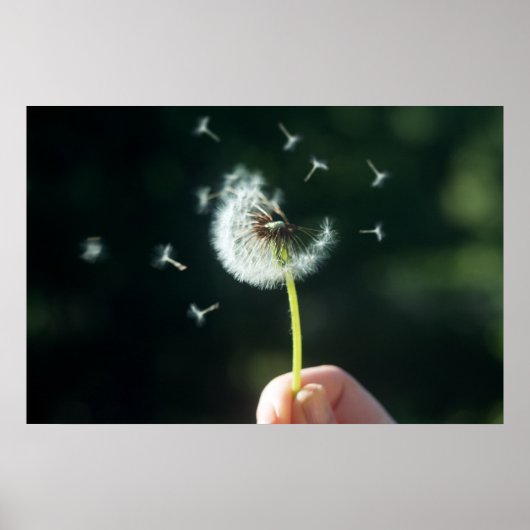 Dandelion Poster (Voorkant)