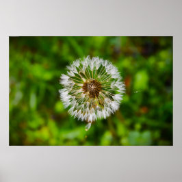 Dandelion Poster