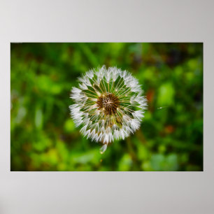 Dandelion Poster