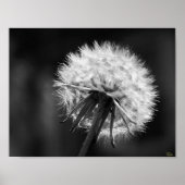 Dandelion Poster (Voorkant)