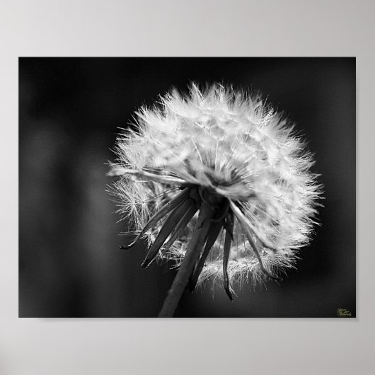 Dandelion Poster (Voorkant)