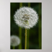 Dandelion Poster (Voorkant)