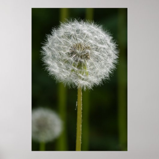 Dandelion Poster (Voorkant)