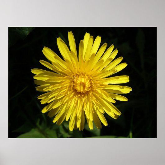 Dandelion Poster (Voorkant)
