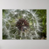 Dandelion Poster (Voorkant)