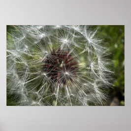 Dandelion Poster