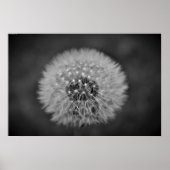 Dandelion Poster (Voorkant)