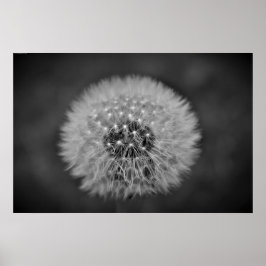 Dandelion Poster