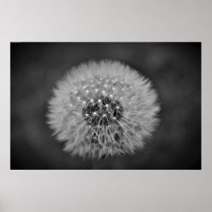 Dandelion Poster